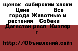 щенок  сибирский хаски › Цена ­ 12 000 - Все города Животные и растения » Собаки   . Дагестан респ.,Кизляр г.